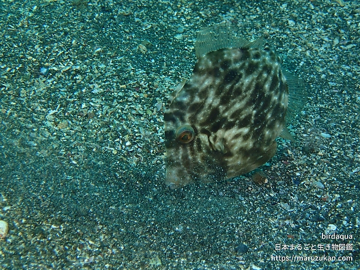 カワハギ