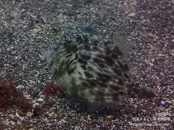 カワハギ