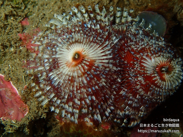 イバラカンザシ
