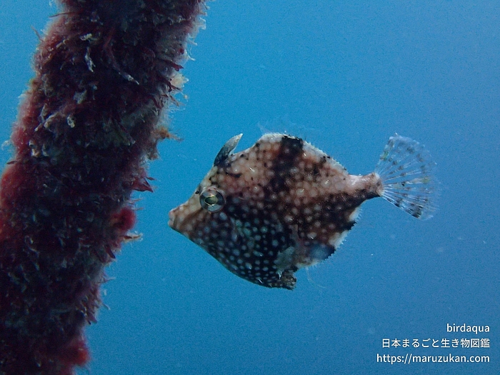 アミメハギ