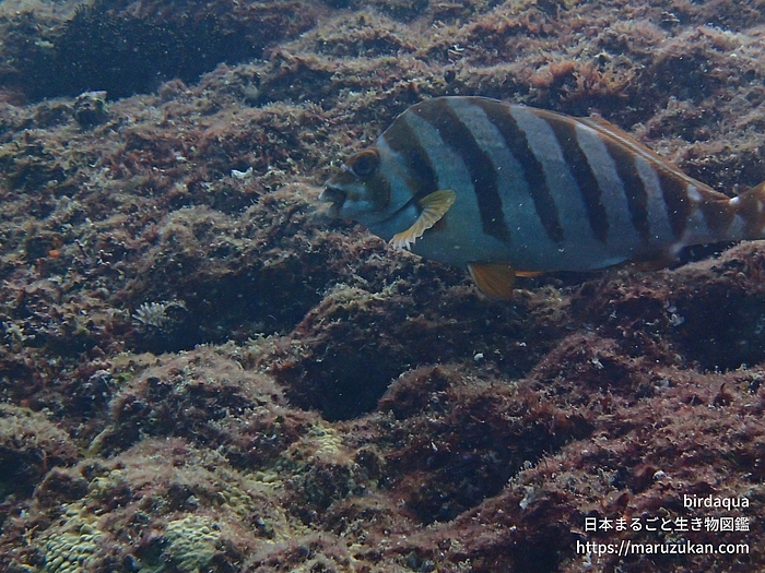 タカノハダイ