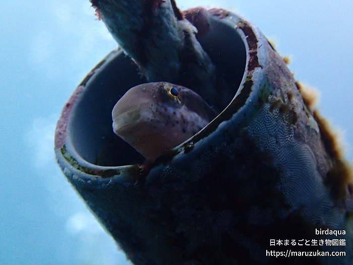 ニジギンポ