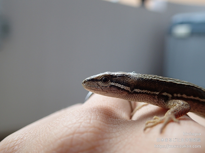 ニホンカナヘビ 