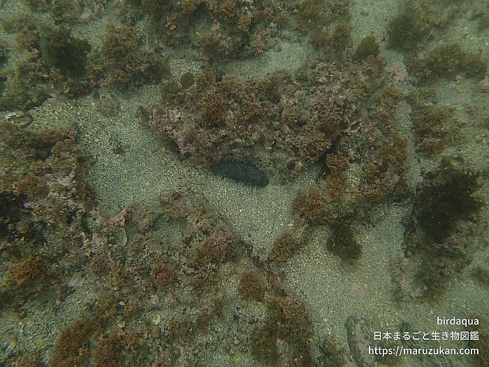 クロナマコ