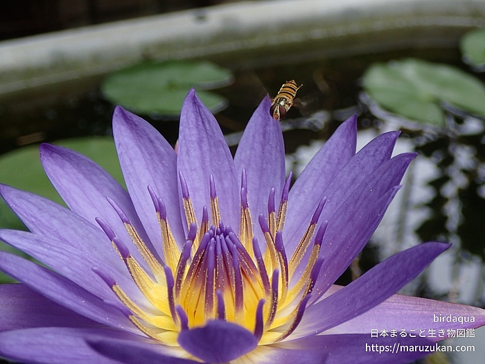 ホソヒラタアブ