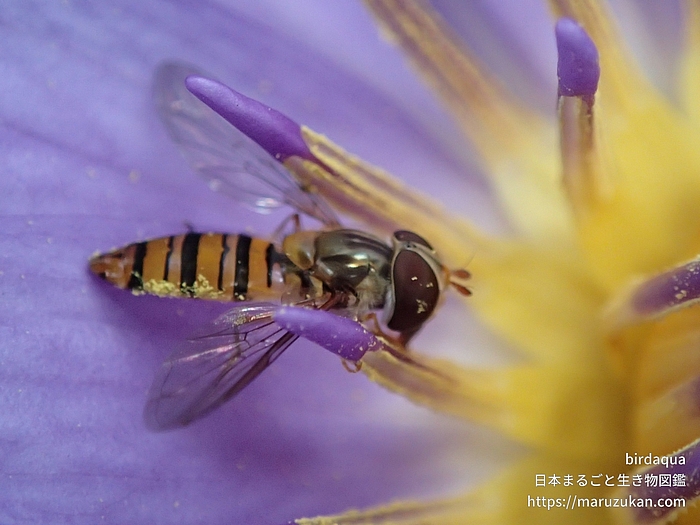 ホソヒラタアブ