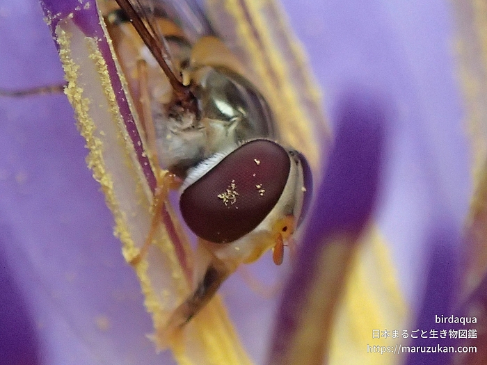 ホソヒラタアブ