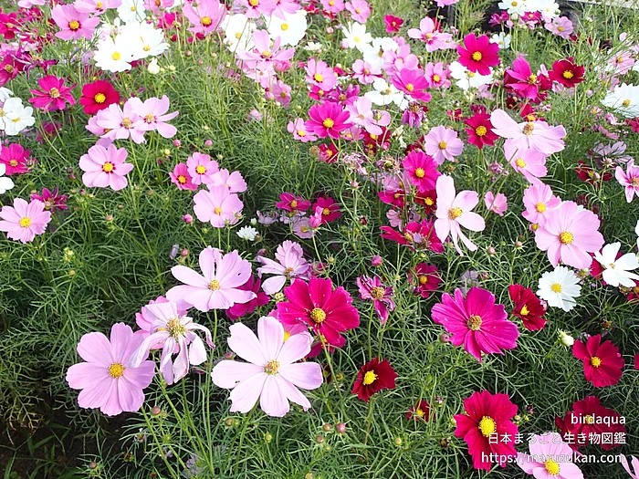 オオハルシャギク（花）の写真