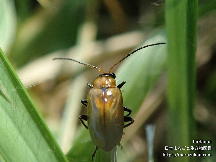 ウリハムシモドキ