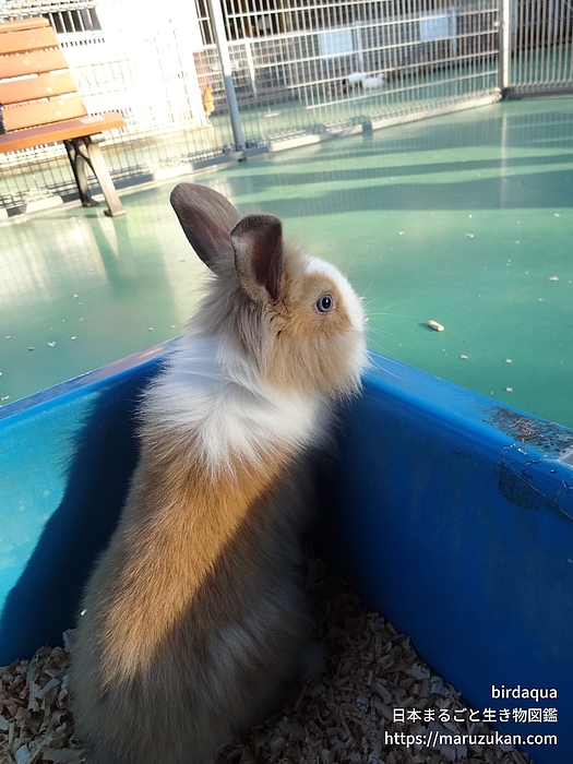 カイウサギ