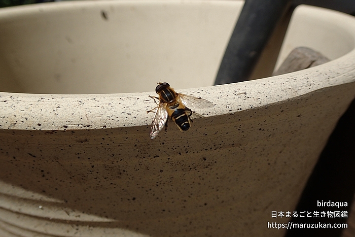 アシブトハナアブ