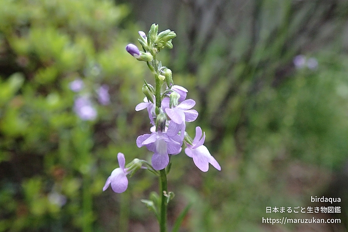 マツバウンラン