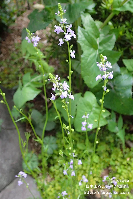 マツバウンラン（花）の写真