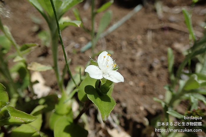 トキワツユクサ
