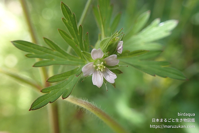 アメリカフウロ