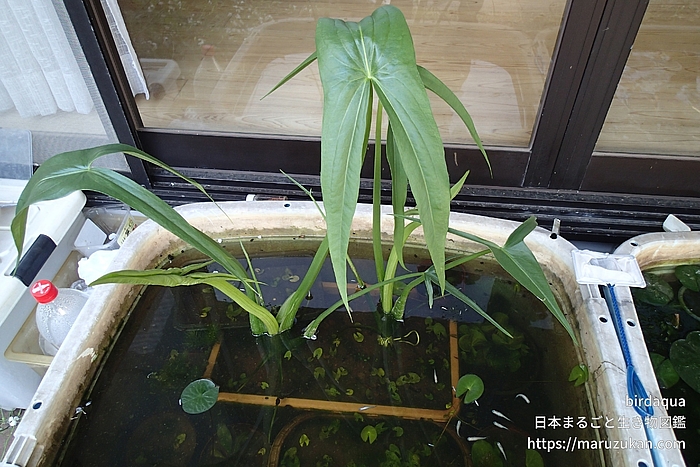クワイ
