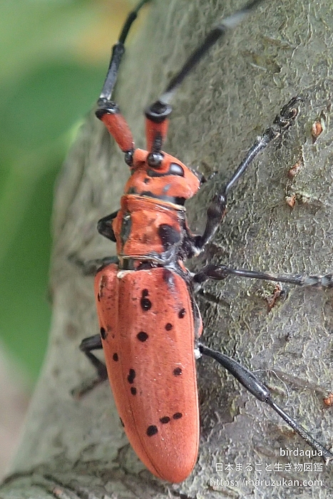 ホシベニカミキリ