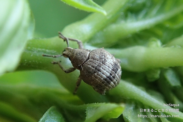 スグリゾウムシ