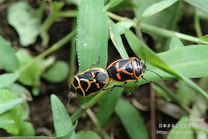 ナガメ