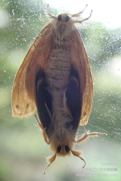 ヤガ科の一種