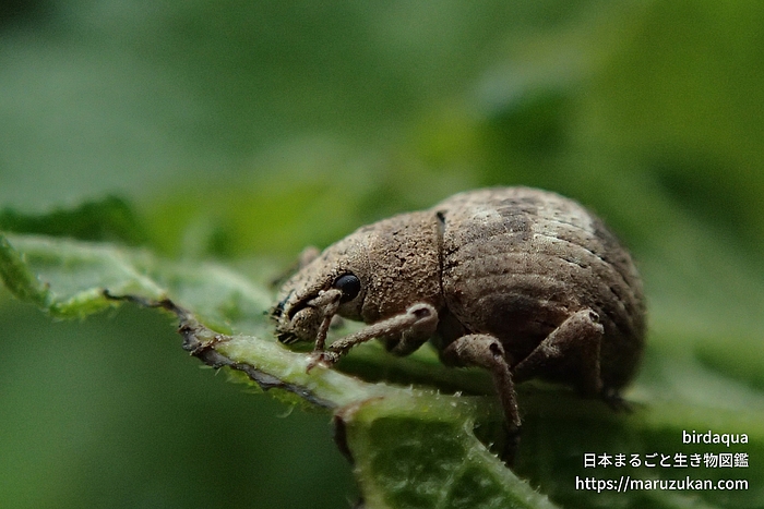 スグリゾウムシ