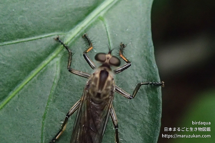 ムシヒキアブ科の一種