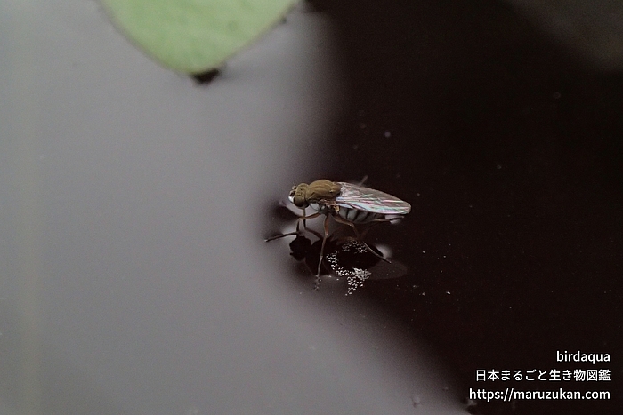 ミギワバエ科の一種