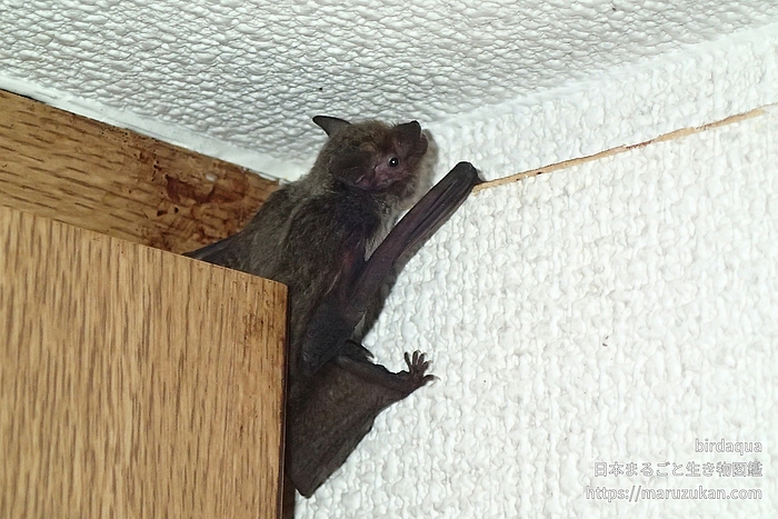 アブラコウモリ