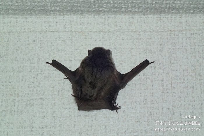 アブラコウモリ