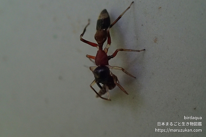 ヤガタアリグモ