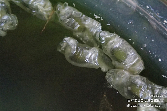 ヒツジグサ
