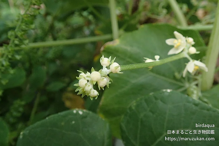 ハヤトウリ（花）の写真