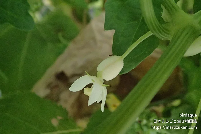 ハヤトウリ（花）の写真