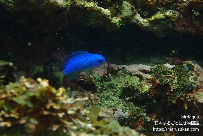 ソラスズメダイ
