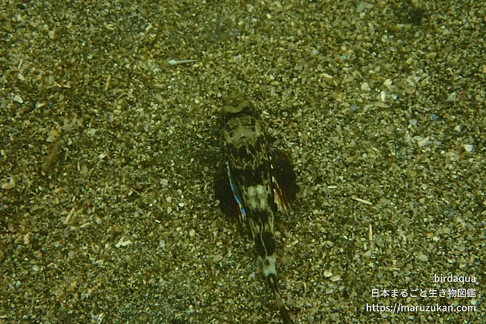 ホウボウの写真