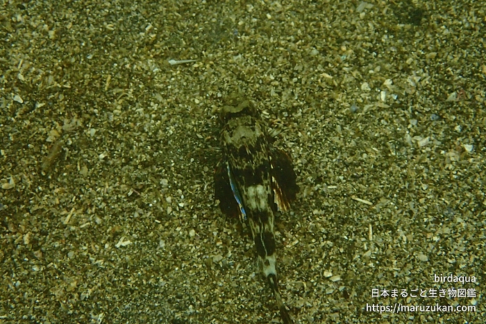 ホウボウ