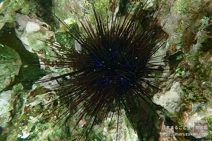アラサキガンガゼ