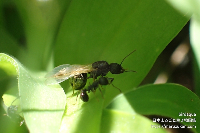 クロナガアリ