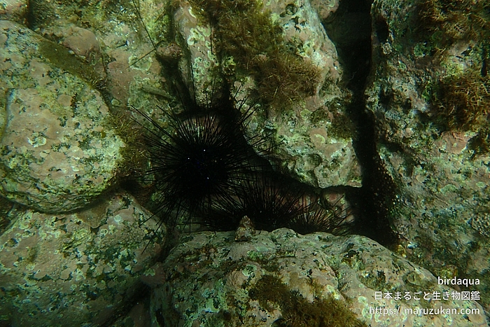 ガンガゼ