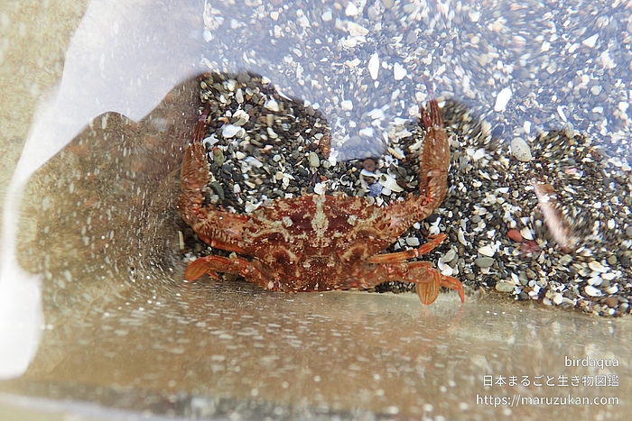 フタバベニツケガニ