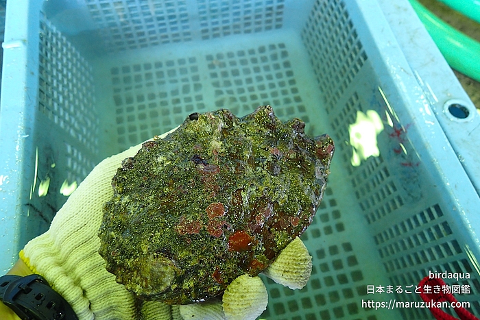 マダカアワビ