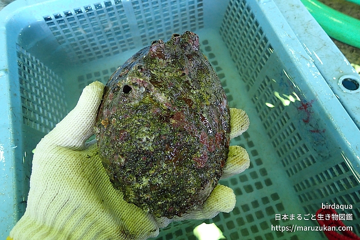 マダカアワビ