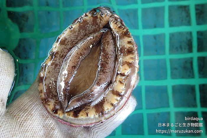マダカアワビ