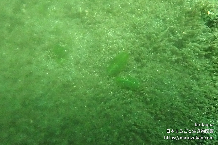 ウミヒルモ