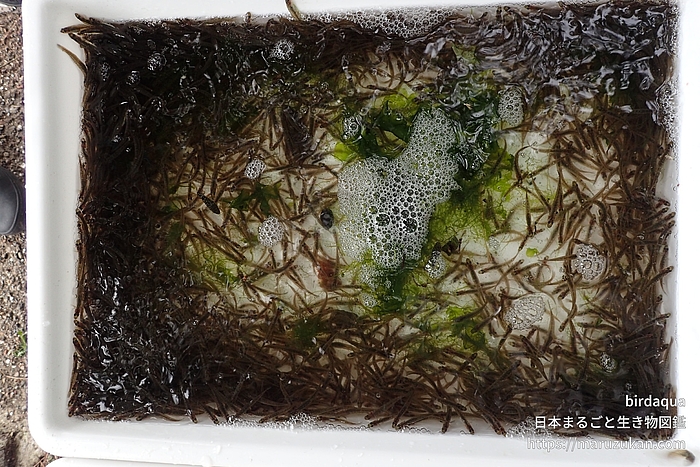ニクハゼ