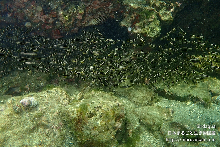 ゴンズイ