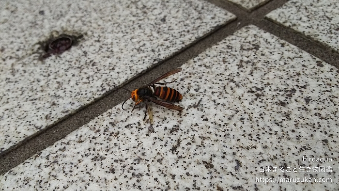 コガタスズメバチ