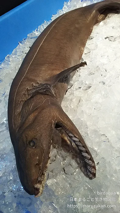ラブカの写真