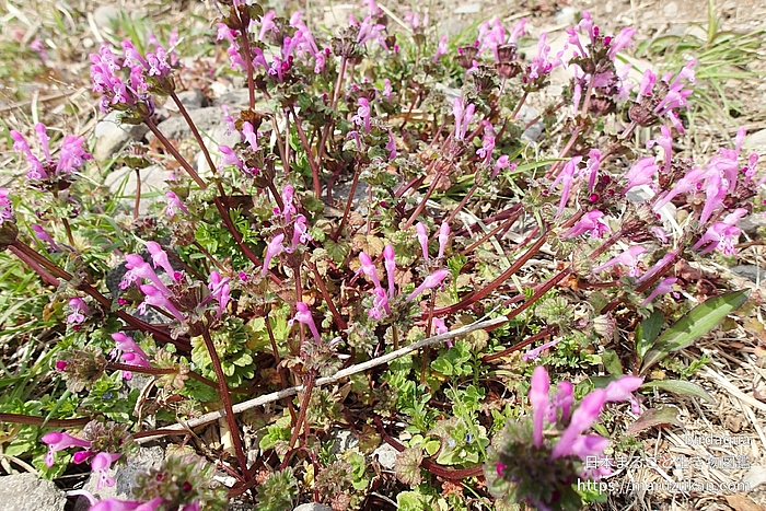 身近な野草の花図鑑（3月） | 日本まるごと生き物図鑑