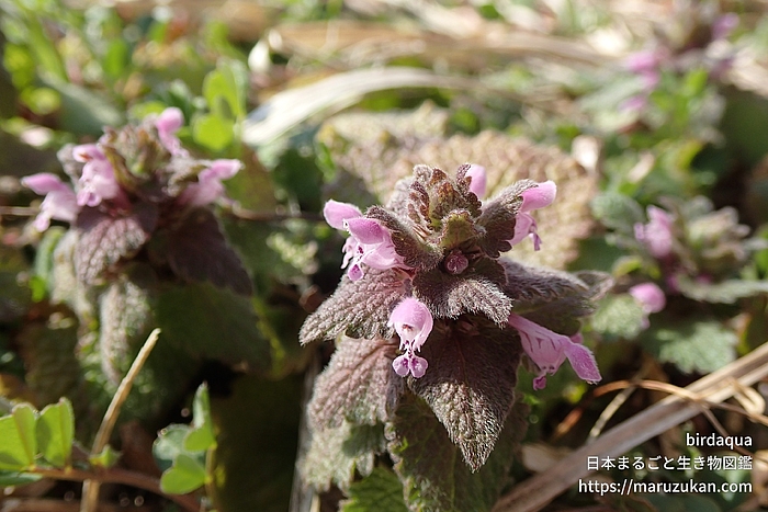ヒメオドリコソウ